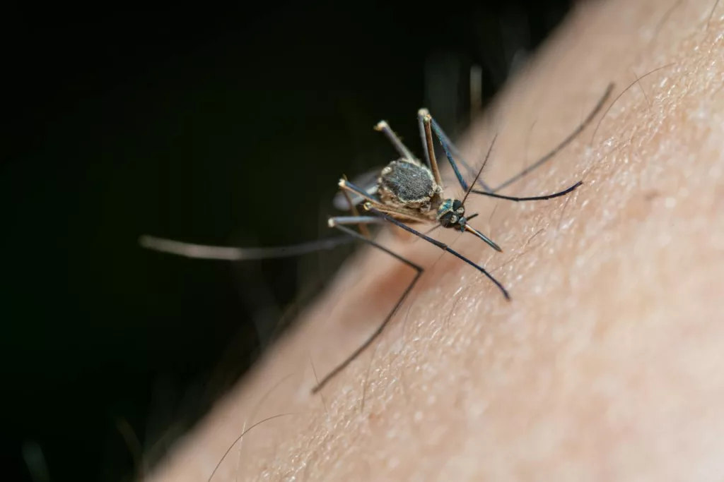 Can Antibiotics Help Prevent Malaria
