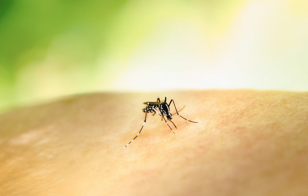 mosquito tourists