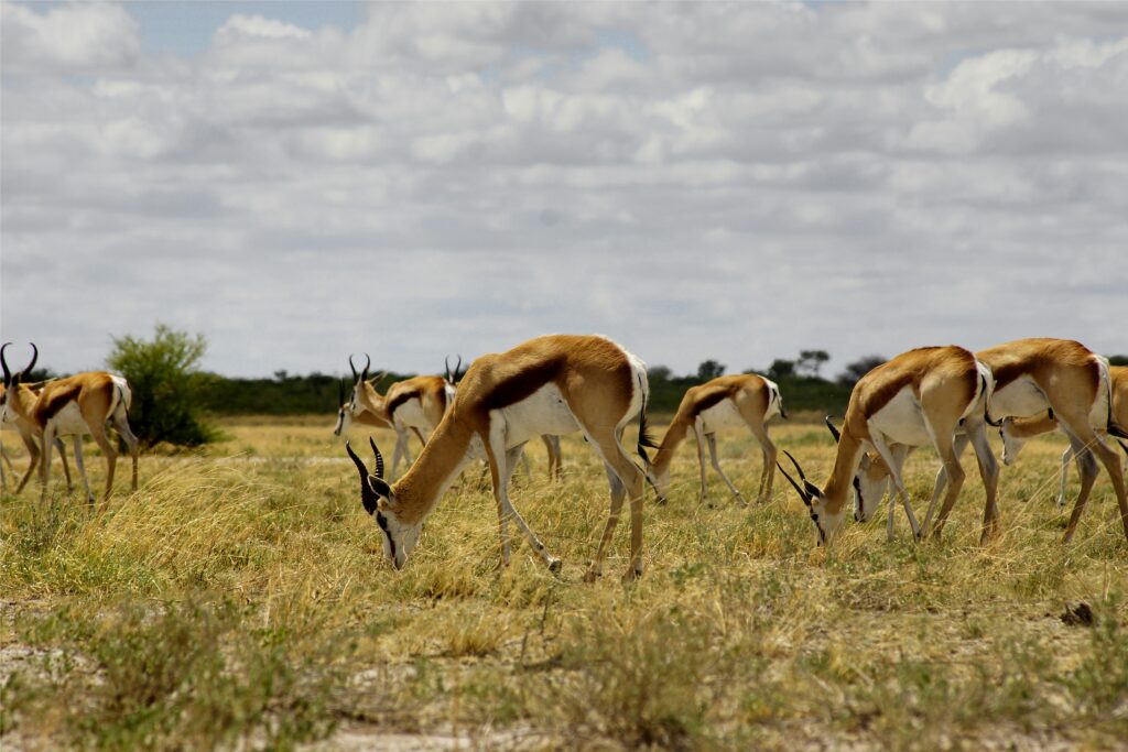 Botswana safari landscape for traveler’s diarrhea in Botswana