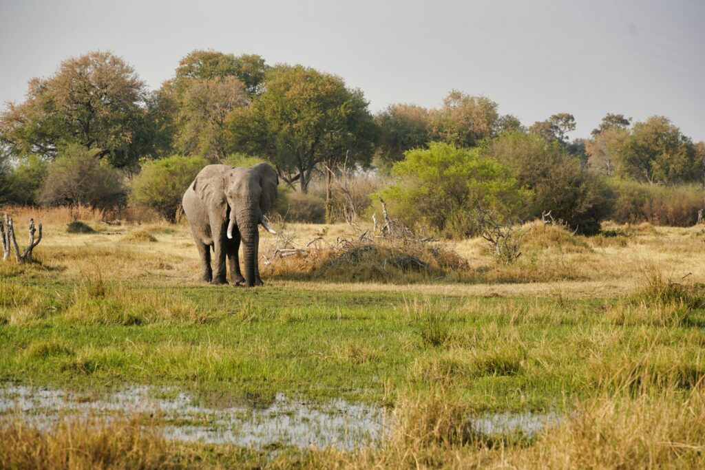Elephant walking through the Okavango Delta in Botswana