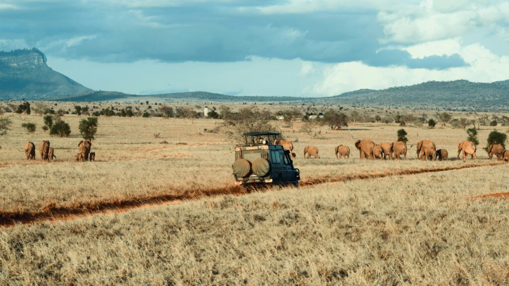 Safari landscape for East Africa travel health planning