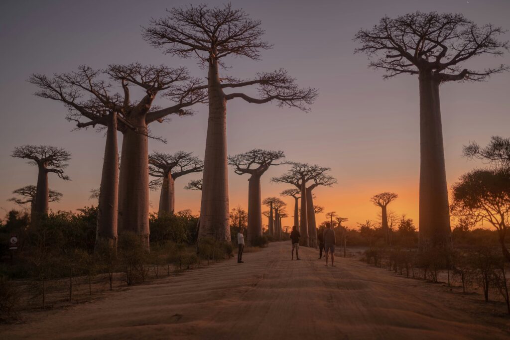 Madagascar travel clinic guide featured image showing baobab landscape