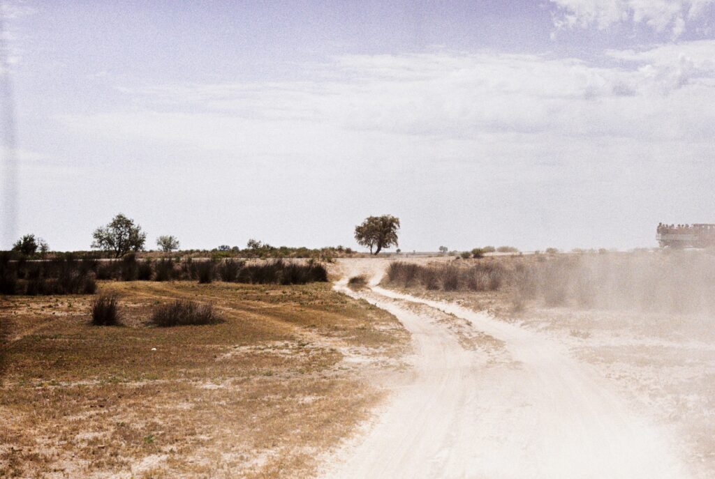 Road through open safari landscape.