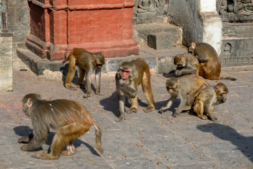 Temple landscape in Nepal