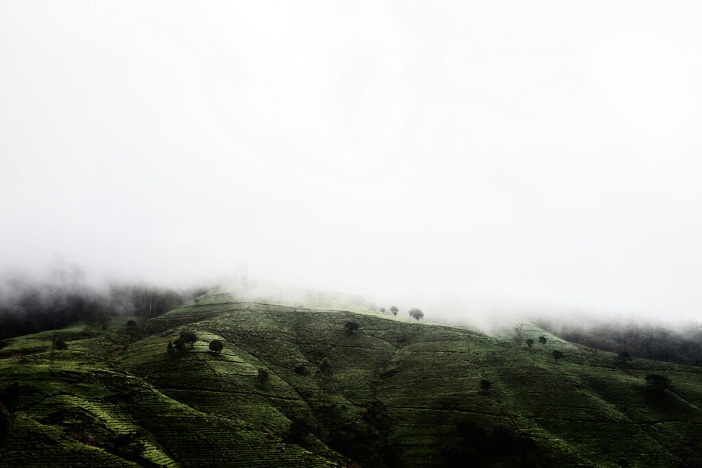 Sri Lanka travel clinic guide featured image showing tea hills landscape