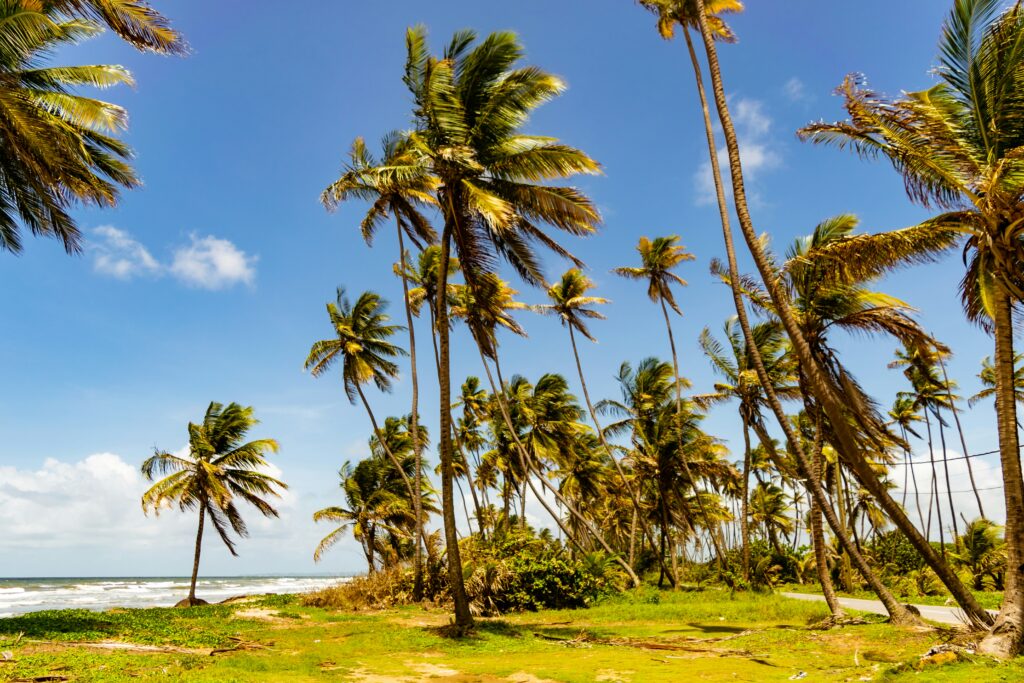 Palm trees and shoreline for traveler’s diarrhea in Trinidad and Tobago guide