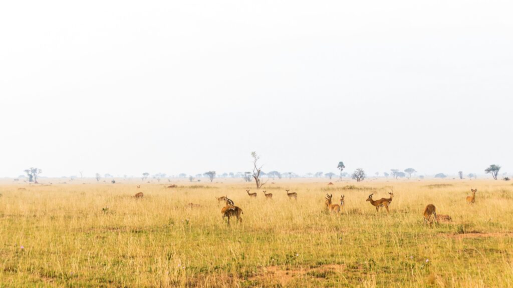 Uganda safari landscape for travel health planning
