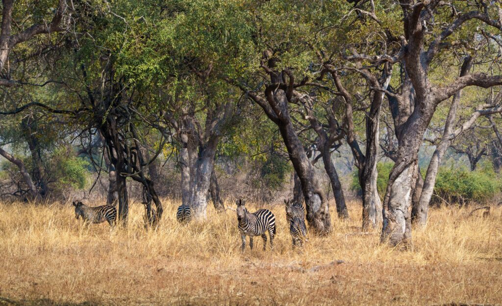 Zebra herd in Zambia landscape for travel planning