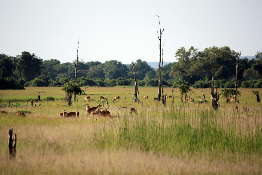 Zambia safari landscape for typhoid risk travel guidance