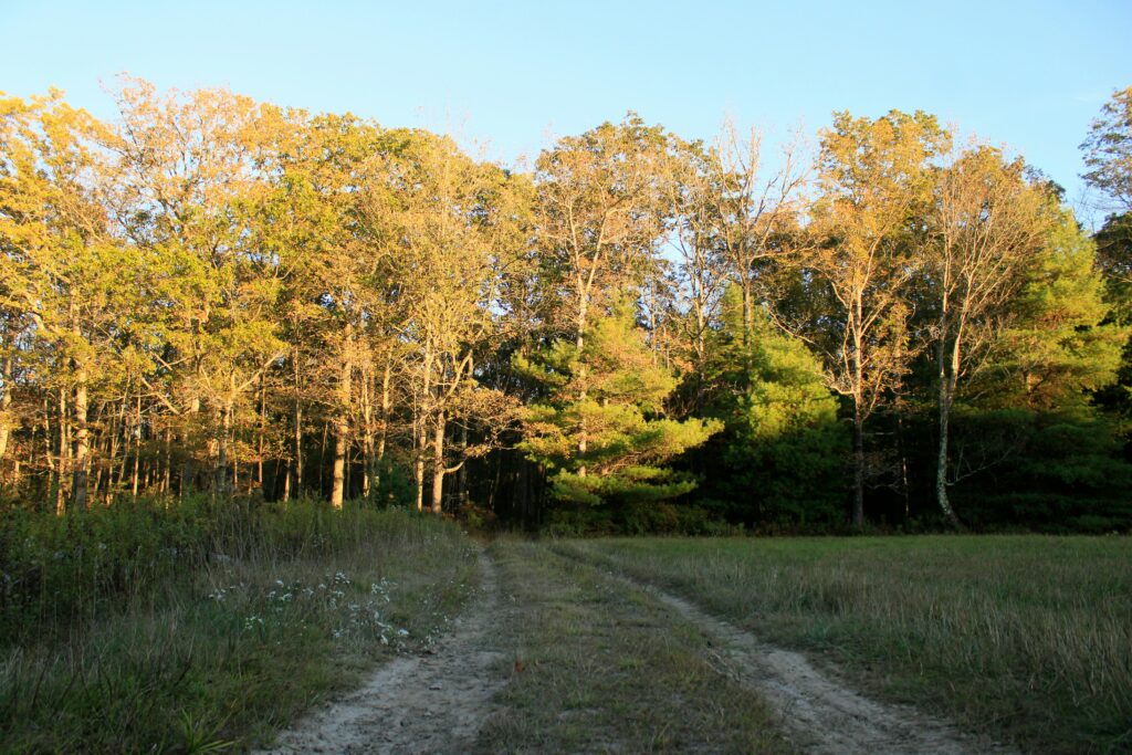 Sunlit forest trail at golden hour — tick bite doxycycline article hero image