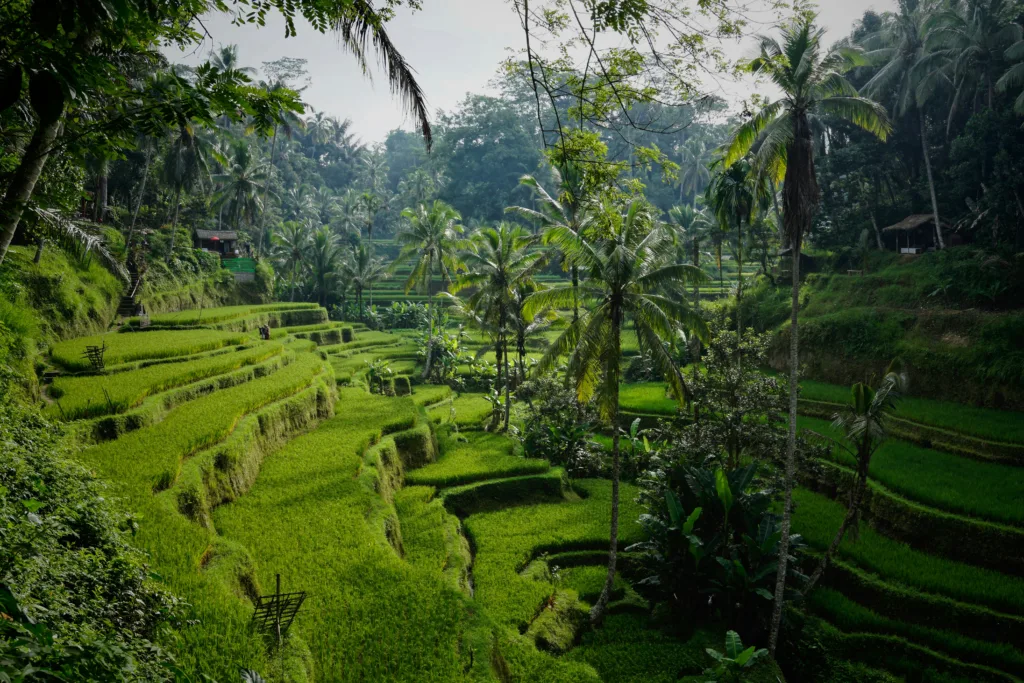 Indonesia rice terraces for yellow fever vaccine and travel health planning